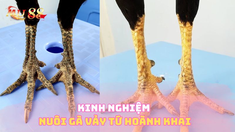 Kinh nghiệm nuôi gà vảy hoành khai